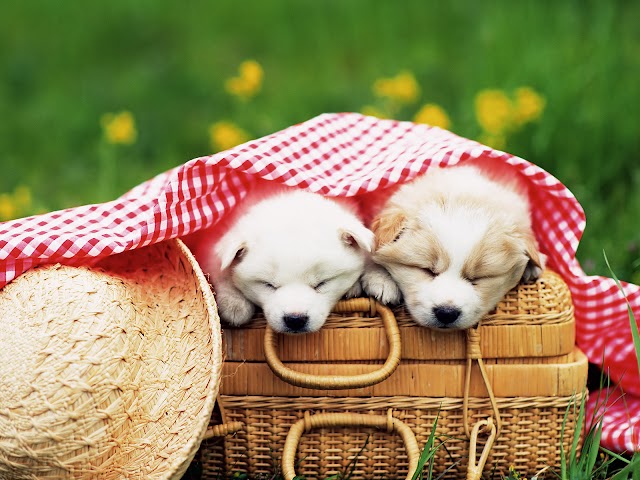 high quality wallpapers and pictures of cute puppy