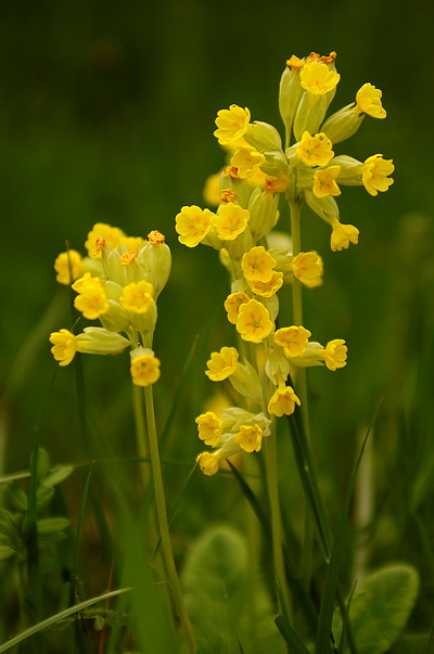 Closeup photo of Primula Veris flower