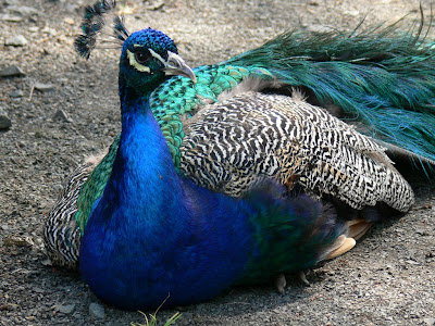 Indian Blue Peacock Desktop Wallpaper