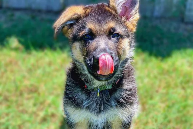 How do you raise a healthy German Shepherd puppy