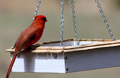 red bird (male cardinal) at feeder