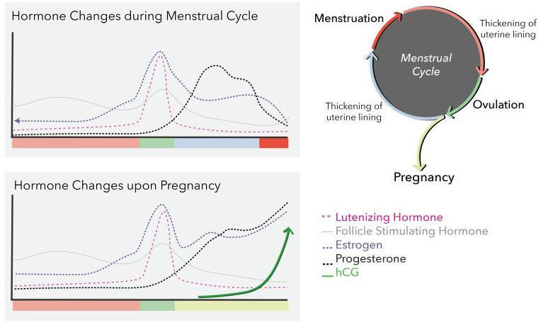 Membuat Grafik Level Hormon Dalam Siklus  Menstruasi  Besar
