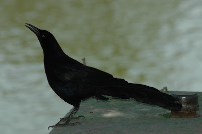 Museo de las Aves de México