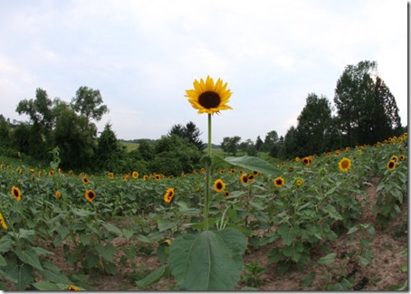Carol Rader Sunflower