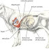 Teknik Operasi Gastrotomy & Rumenotomy pada Hewan (Bedah Digesti)