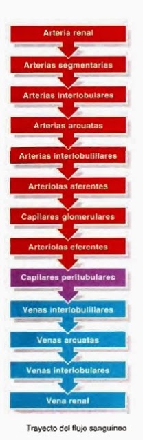 Riñones - Sistema urinario y sistema urogenital