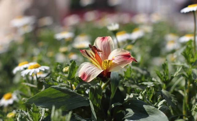 Peruvian Lily Flowers Pictures