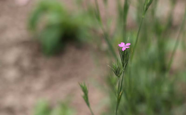 Deptford Pink Flowers Pictures