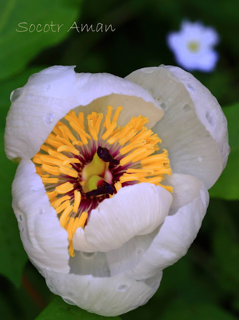 Paeonia japonica