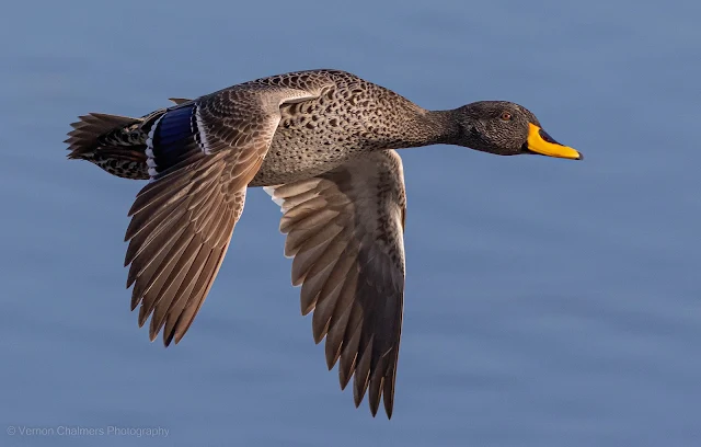 Yellow-Billed Duck above Diep River Woodbridge Island Copyright Vernon Chalmers