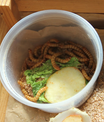 Raising mealworms for poultry