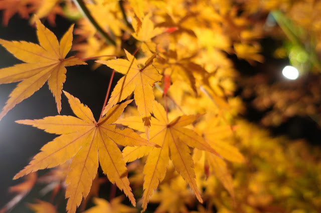 京都 勝林寺紅葉ライトアップ