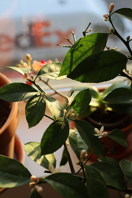 Meyer lemon flowering indoors by Marie Viljoen