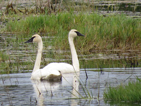 trumpeter swans