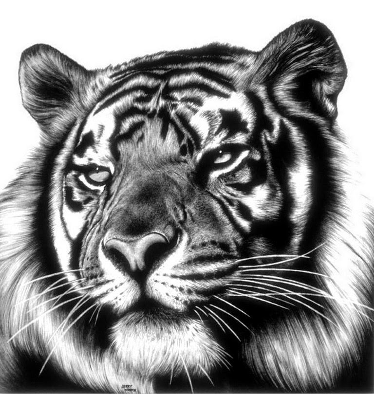 tigre-dibujo-hecho-a-lapiz