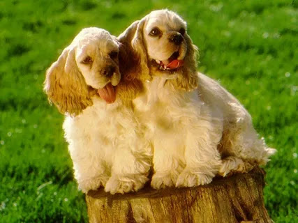 English Cocker Spaniels life and diseases