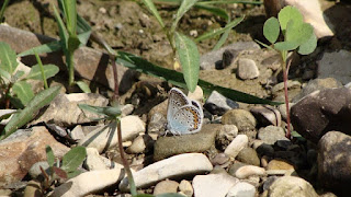 Plebejus argus male DSC07603