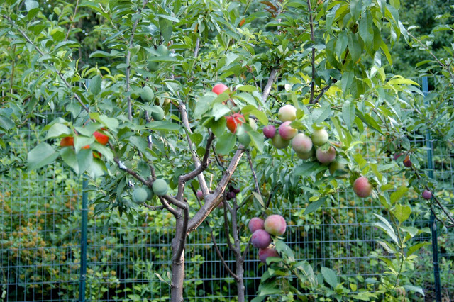 Yuk Pelajari Tehniknya!! 1 Pohon Ini Bisa Punya 40 Jenis Buah!