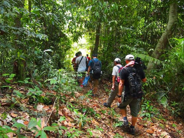 Harvesting bird's nest at Niah National Park, Miri Sarawak