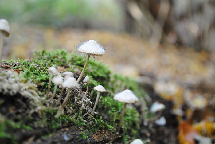 paddenstoelen bos