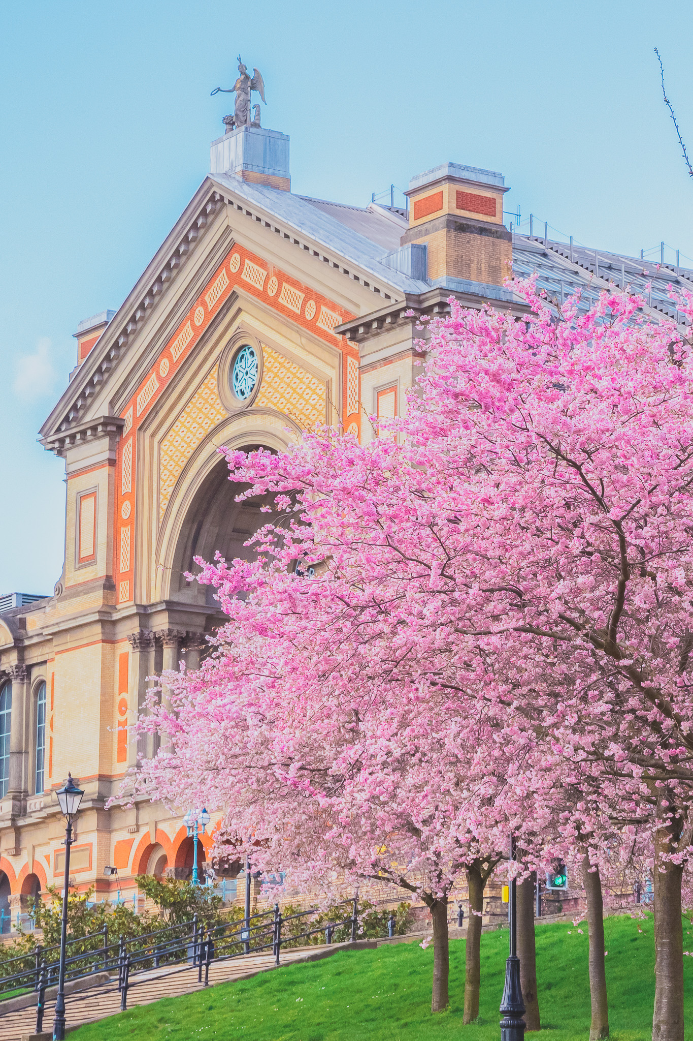 cherry blossoms in Alexandra Palace