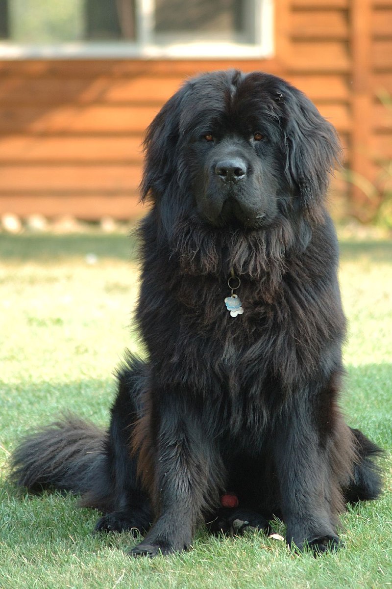 Newfoundland - The Aristocrat Among Dogs: Unveiling the Majesty in Points Discover the captivating allure of Newfoundland dogs, named after the beautiful island they originate from. These dogs have captured the hearts of animal lovers worldwide, with two established varieties - black and white/black - each possessing their own unique characteristics and charm.    The Black Variety  The essence of the black Newfoundland lies in its predominantly black coat, often accompanied by white markings. A typical trait of the true breed is a white marking on the chest, distinguishing them. However, any white on the head or body places the dog in the other variety. The desired black color should have a dull jet appearance, resembling shades of brown.    The Other Than Black Variety  Within this variety, variations include black and tan, bronze, and white and black. The latter is the most prevalent, with specific attention given to the beauty of markings. A black head with a white muzzle and blaze, accompanied by a white body and legs with large patches of black on the saddle and quarters, defines the exquisite appearance of this variety.    Conforming to Standards  Irrespective of color, both varieties should meet the same standards. A broad and massive head, short square muzzle, wide-set deep-set dark eyes, small ears without fringes, and an expression exuding intelligence, dignity, and kindness are all essential. The body should be long, square, and muscular, with a deep and broad chest, straight legs, powerful round-boned feet, and a tail that reaches just below the hocks.    Coat Quality  The Newfoundland's coat plays a vital role in their appearance. It should be dense, with a substantial undercoat, and a somewhat harsh and straight outer coat. This combination ensures protection and resilience.    Strength in Movement  Newfoundland dogs should exhibit great strength and agility, their bodies moving freely with a slight roll in their gait. They are known for their active nature, defying their size and build.    Proper Care for Puppies  When rearing Newfoundland puppies, a diet of soft food such as well-boiled rice and milk, followed by scraped lean meat, is recommended. Adequate meat intake is crucial for their growth, with a target weight gain of 3 lbs. per week. A balanced diet of raw and cooked meat, supplemented with strengthened milk, promotes healthy development.    Optimal Rearing Conditions  Providing warm, dry quarters and ample space for puppies to move and exercise freely is essential. Forced exercise should be avoided to prevent any potential leg issues. Regular deworming is necessary, ensuring the puppies' health and vitality.    Hardiness and Ease of Rearing  Newfoundland puppies, when free from worms and provided with appropriate nutrition and living conditions, prove to be robust and easy to rear. With proper care and attention, they grow into magnificent dogs, embodying strength, substance, and grace.    Intrigued by the aristocratic Newfoundland? Explore the wonders of this majestic breed and embrace their regal presence in your life.