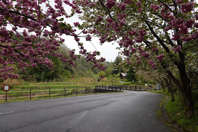 鳥取県西伯郡伯耆町小林 マウンテンストリームきしもと ヤエザクラ（八重桜）