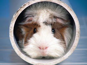funny animals, guinea pig inside tube