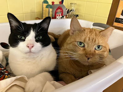cats in a laundry basket