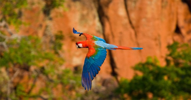 A showcase of creative photography that captured some beautiful birds through the lens