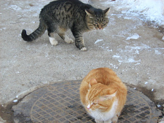 Brave Orange-Striped Cat