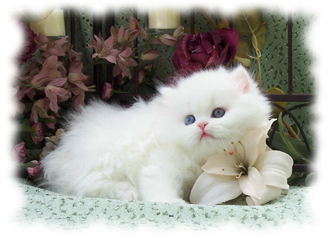 Persian cat