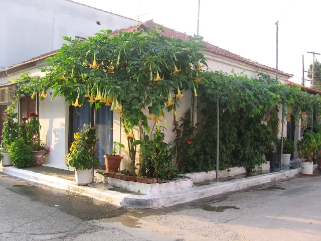 Angyaltrombita (Datura) a házikó oldalában