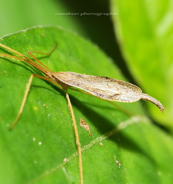 Thin Shield bug