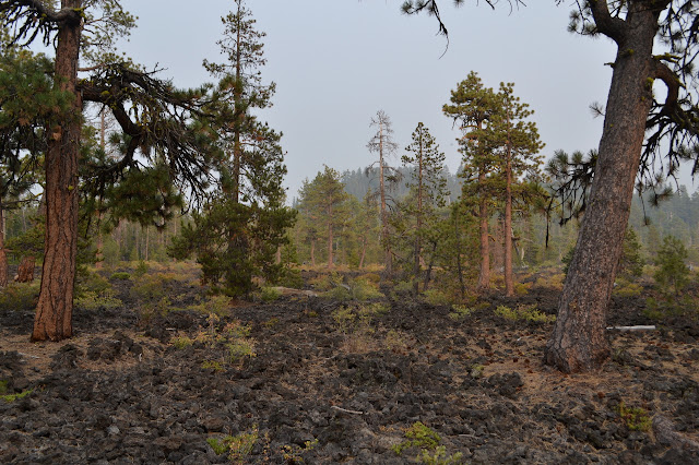 trees on lava