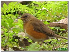 20110318_111627_005_BotanicalGarden