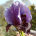 En fin Aril iris fra frø.