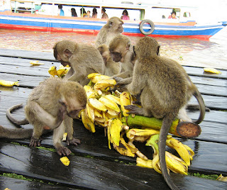 Pulau Kembang Banjarmasin