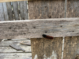 woolly caterpillar