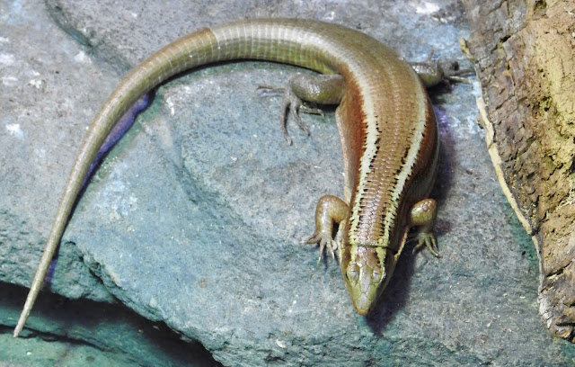 Madagascar Girdled Lizard