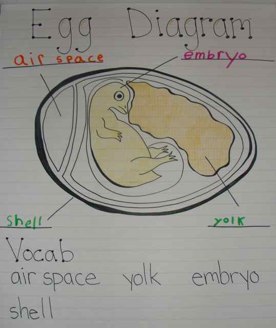 First Grade Lyons' Den: Egg Diagram