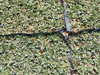 Rumput Mutiara atau pearl grass