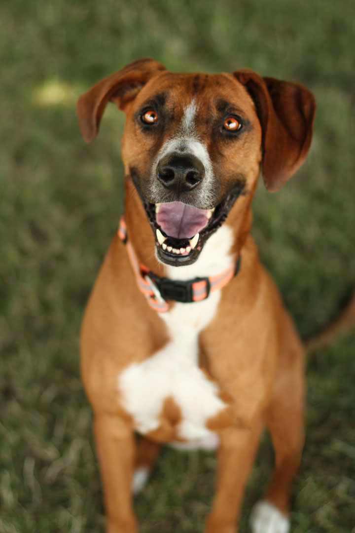 Cashew - Rhodesian Ridgeback mix