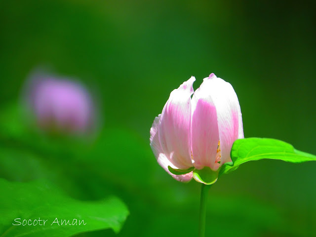 Paeonia obovata