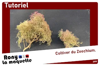 Tuto, Cultiver du Zeechium