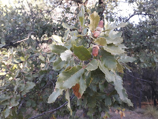 Quercus faginea.