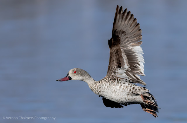 Cape teal duck in flight over the  Diep River, Woodbridge Island