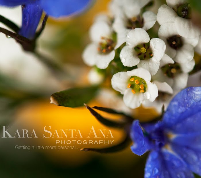 Kara Santa Ana Photography