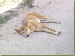 4 dingo at Nullabor