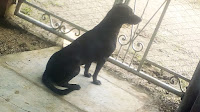 foto perro negro